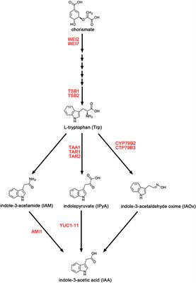 The roles of epigenetic modifications in the regulation of auxin biosynthesis